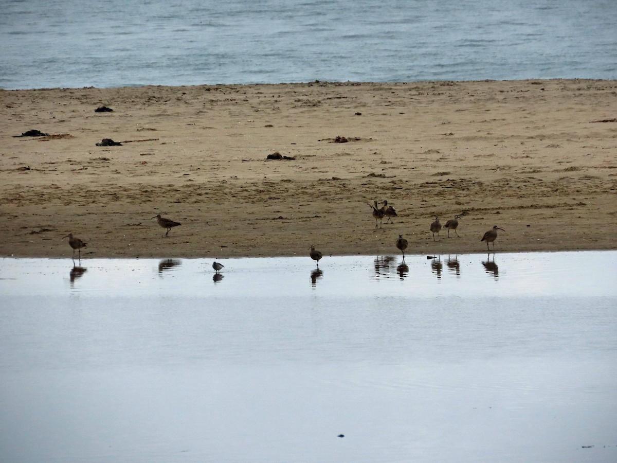 tundraspove - ML645516866