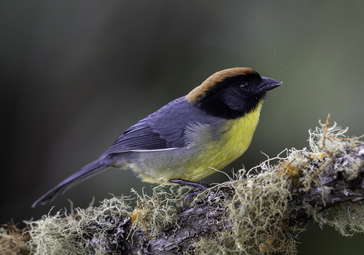 svartpannekjerrspurv - ML645516868