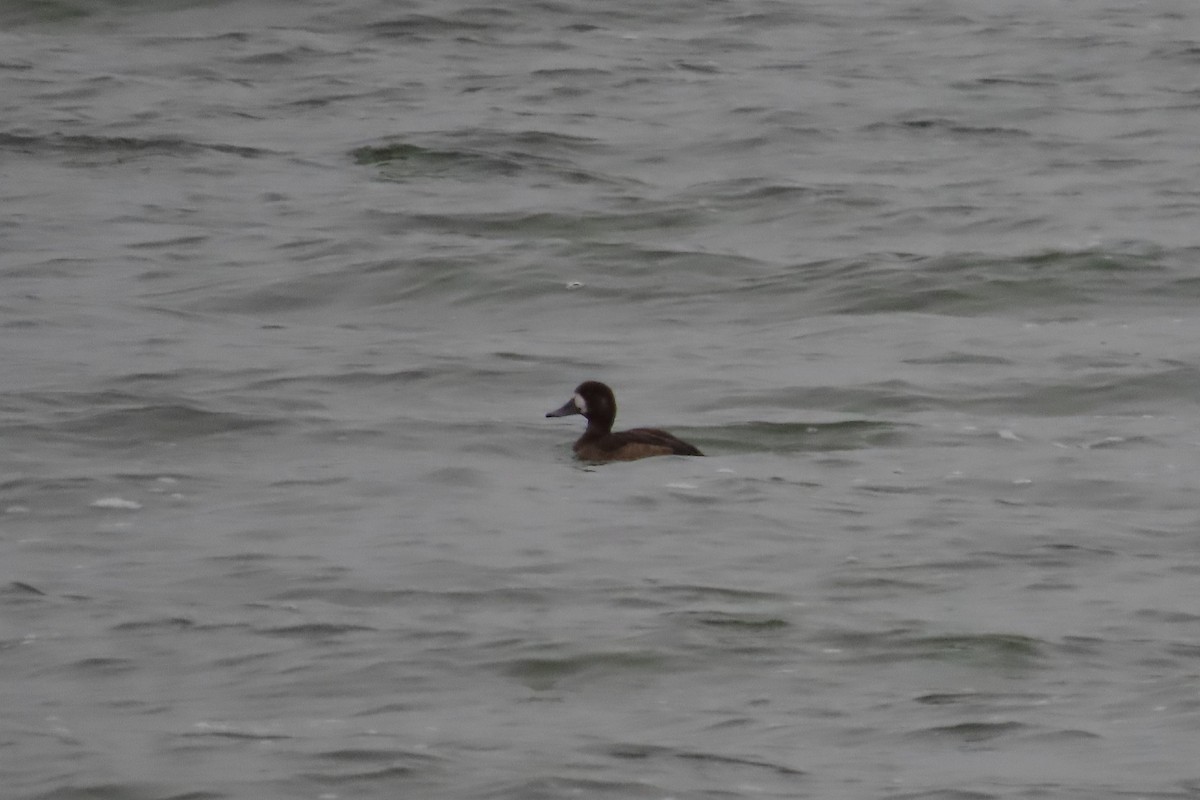 bergand - ML645516869