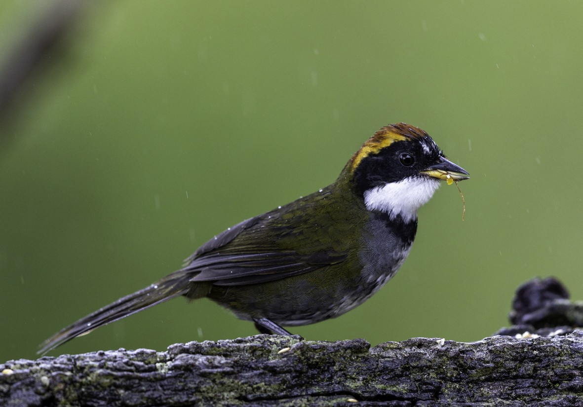 brunkronespurv - ML645516870