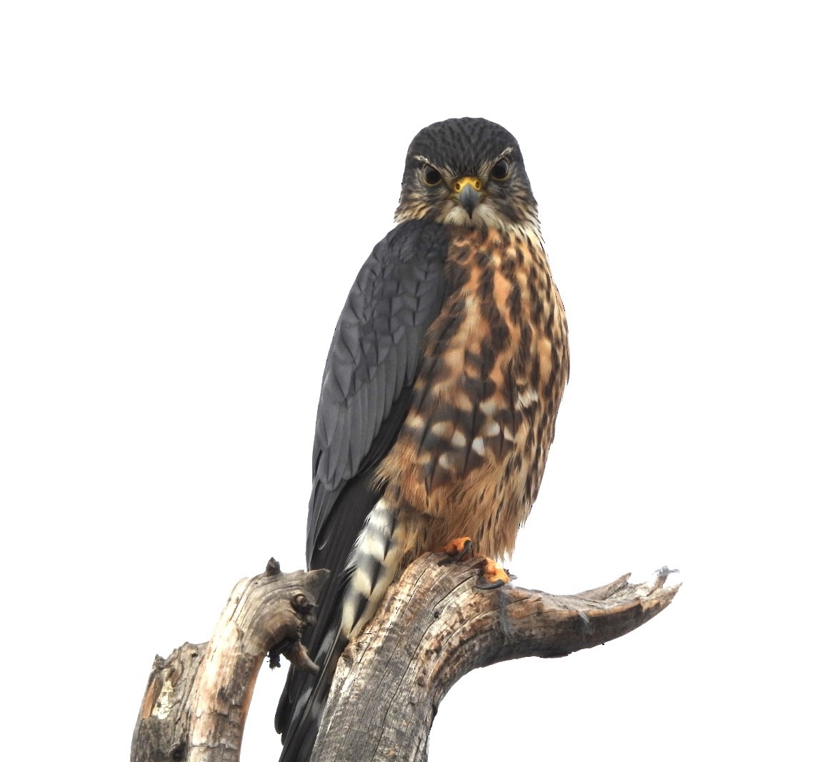 dvergfalk - ML645516871