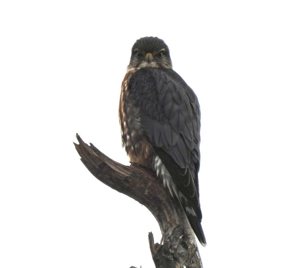 dvergfalk - ML645516872