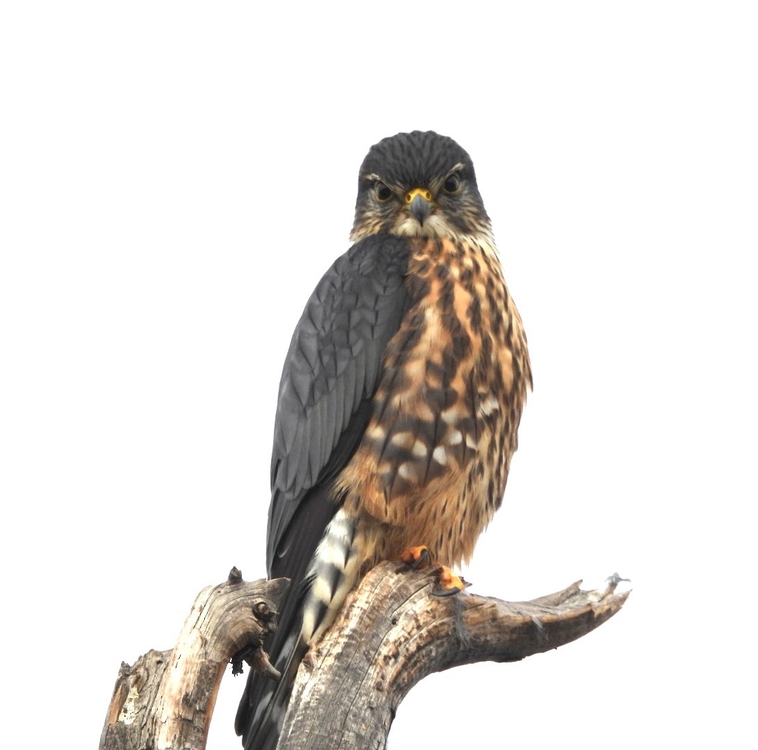 dvergfalk - ML645516873