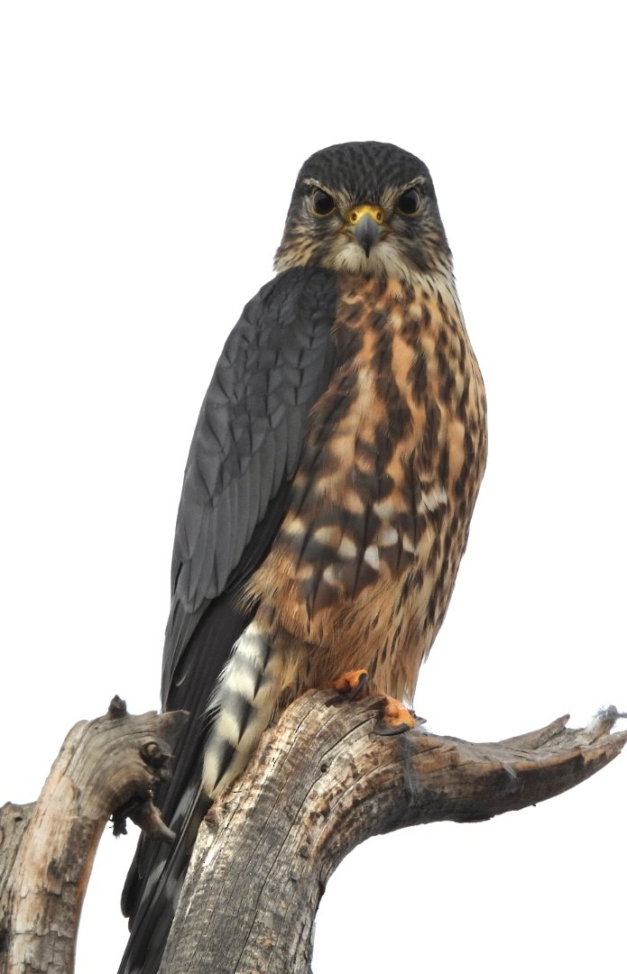 dvergfalk - ML645516874