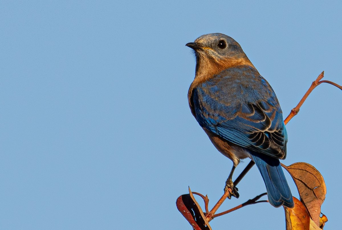 østblåfugl - ML645516875