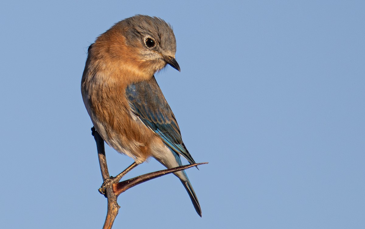 østblåfugl - ML645516876