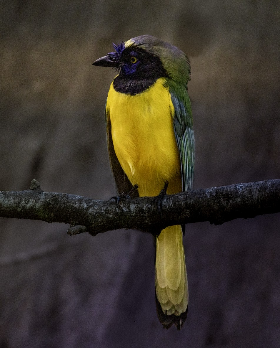 inkaskrike - ML645516877