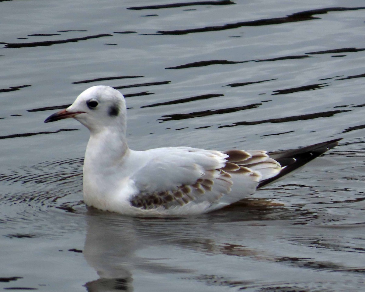 kanadahettemåke - ML645516878