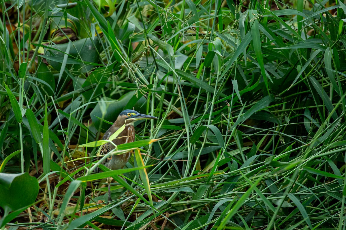 grønnrygghegre - ML645516879