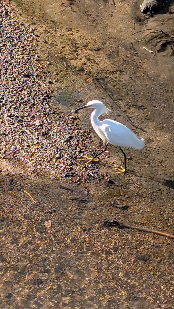 snøhegre - ML645516881