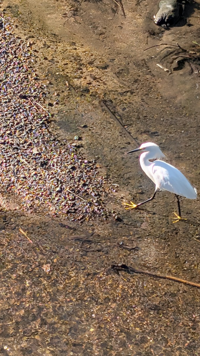 snøhegre - ML645516882