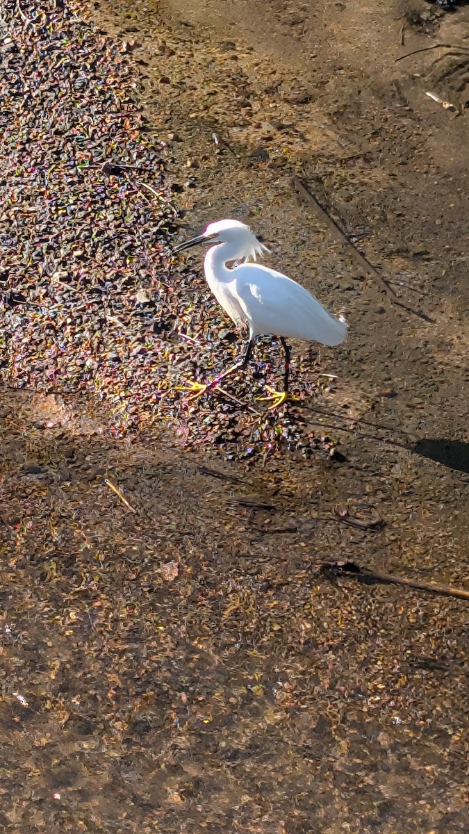 snøhegre - ML645516883