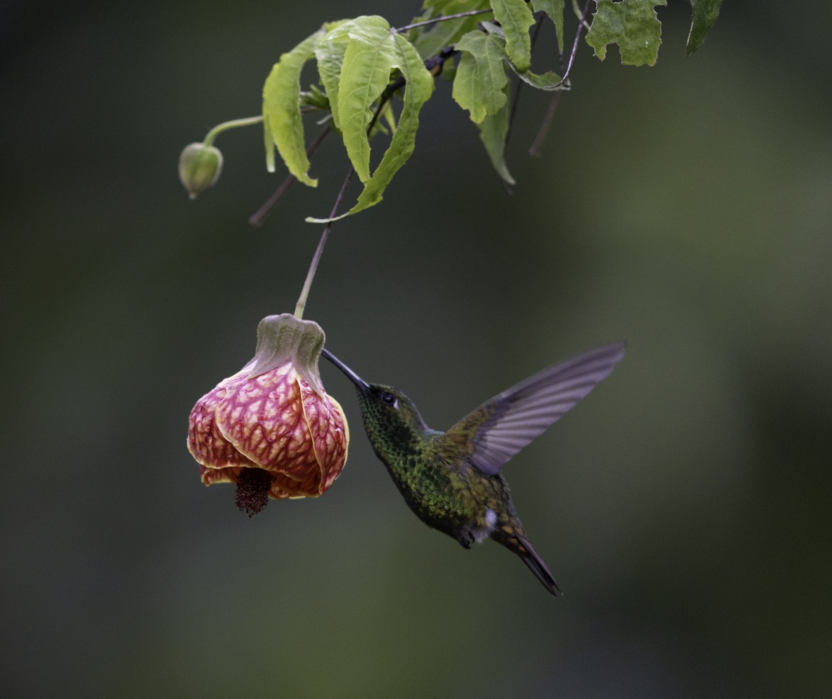 kobbersmaragd - ML645516884