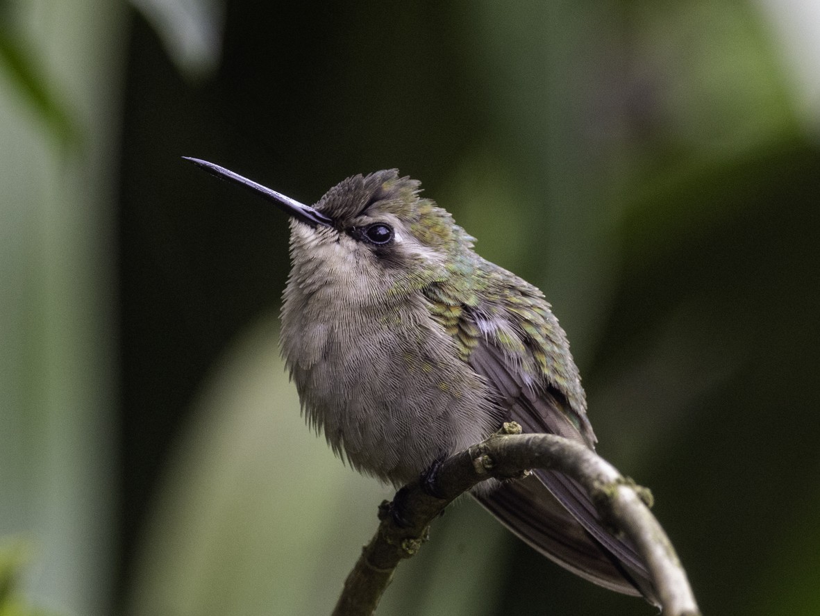 kobbersmaragd - ML645516885