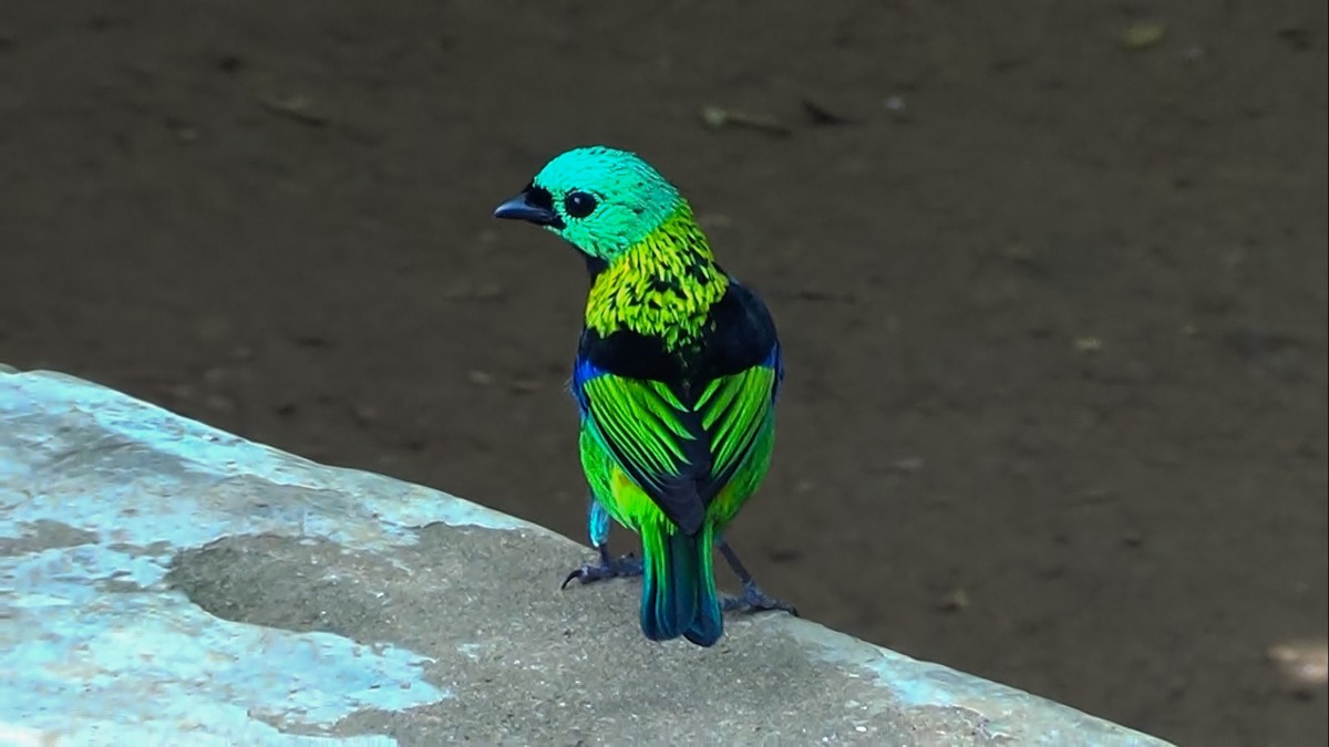 turkishodetanagar - ML645516886