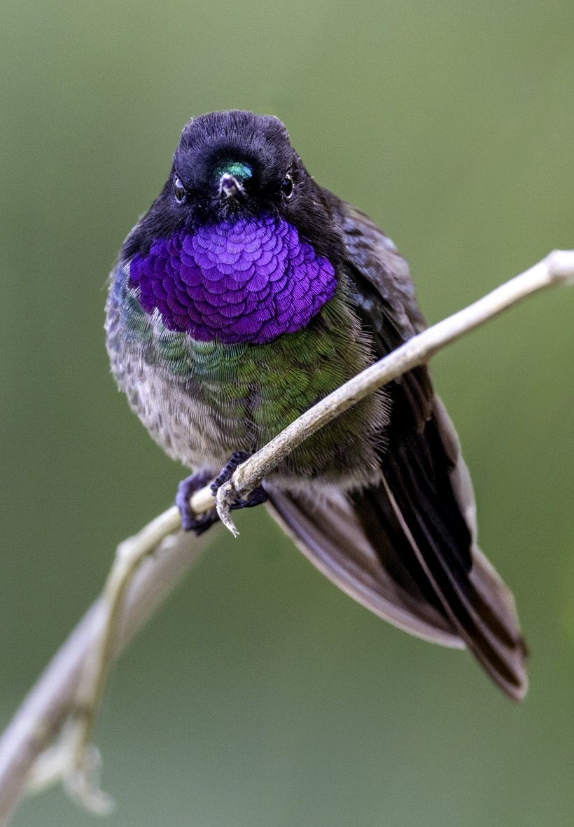 santandersolengel - ML645516887