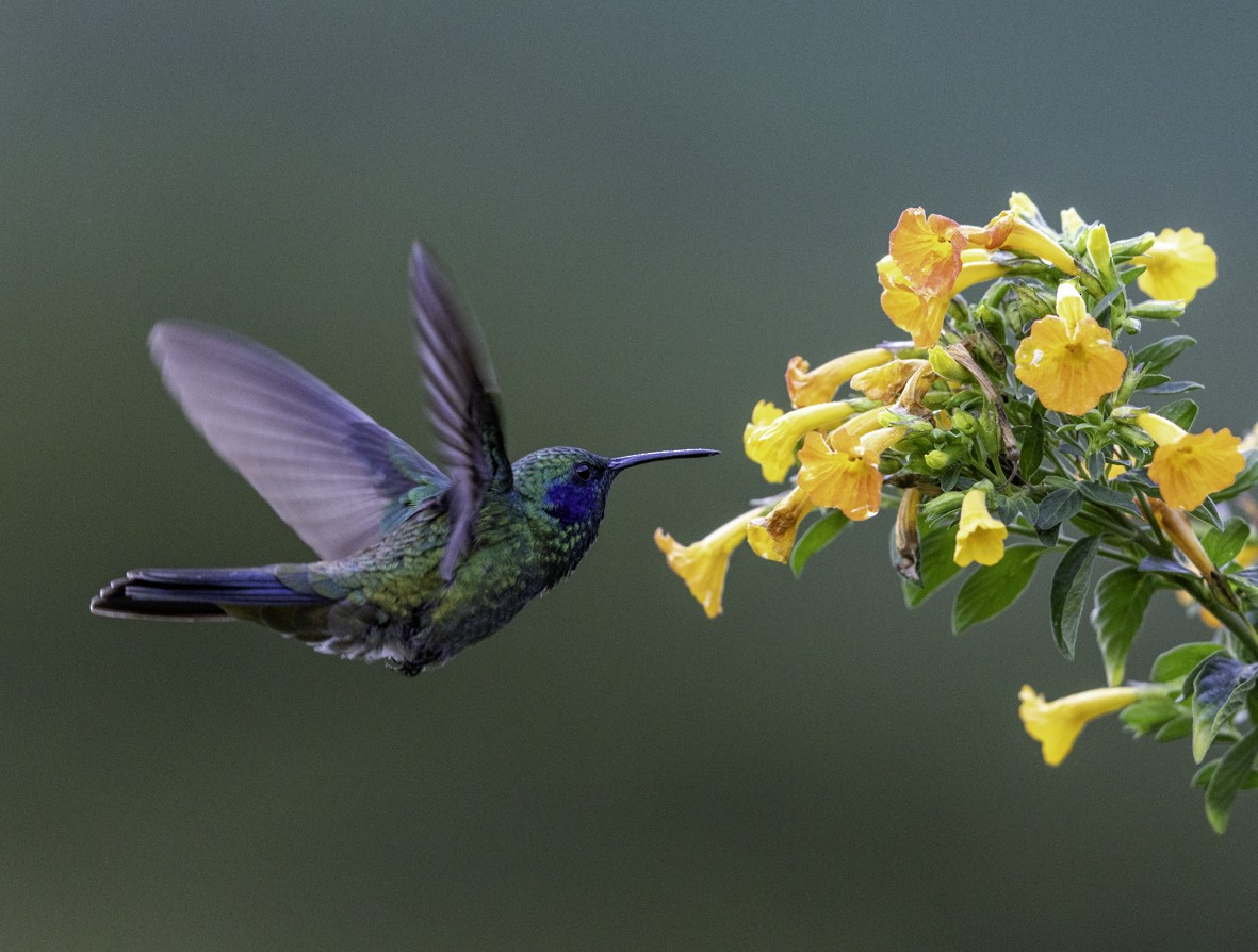blåørekolibri - ML645516890