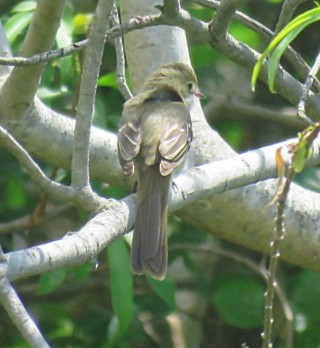 storelenia - ML645516891