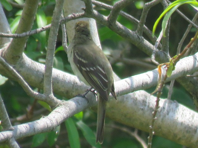 storelenia - ML645516892