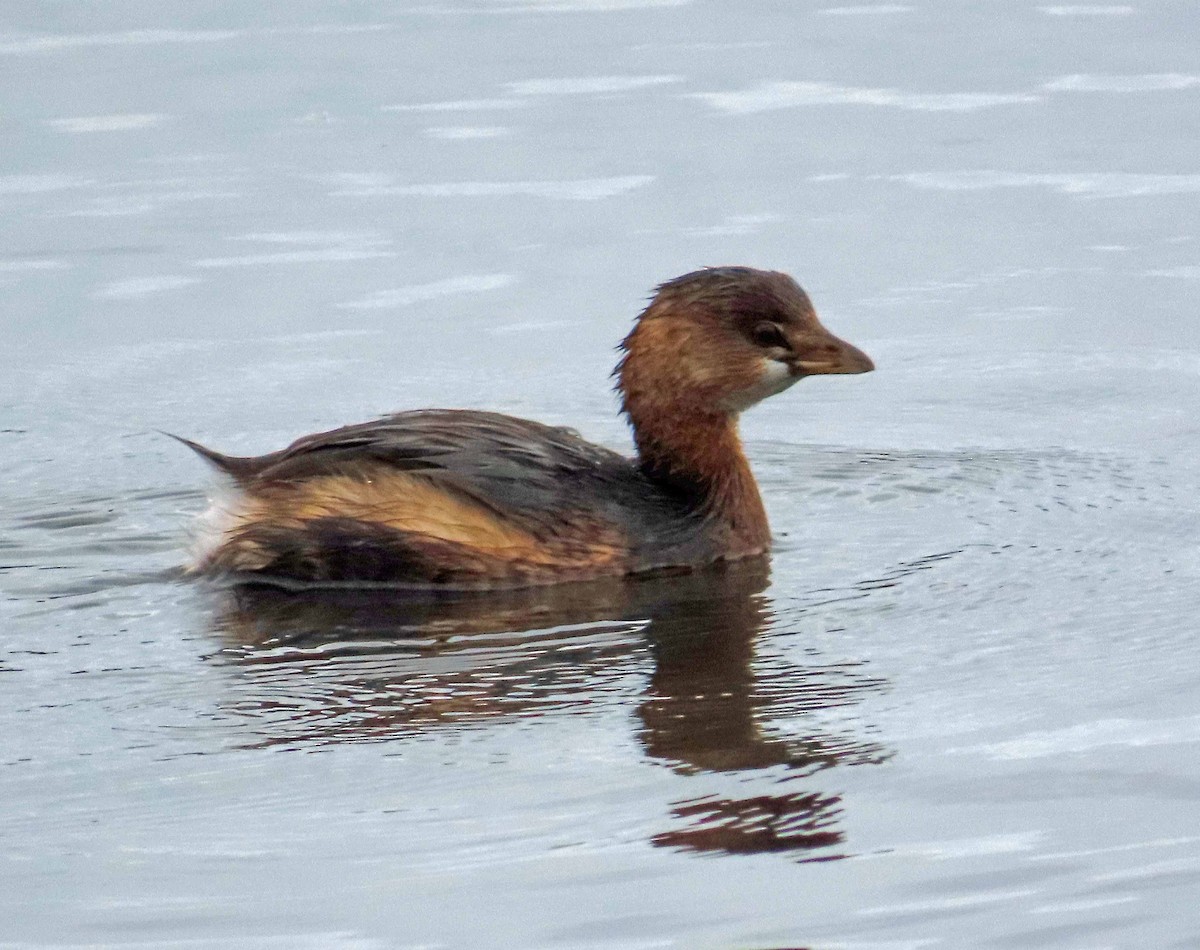 ringnebbdykker - ML645516893