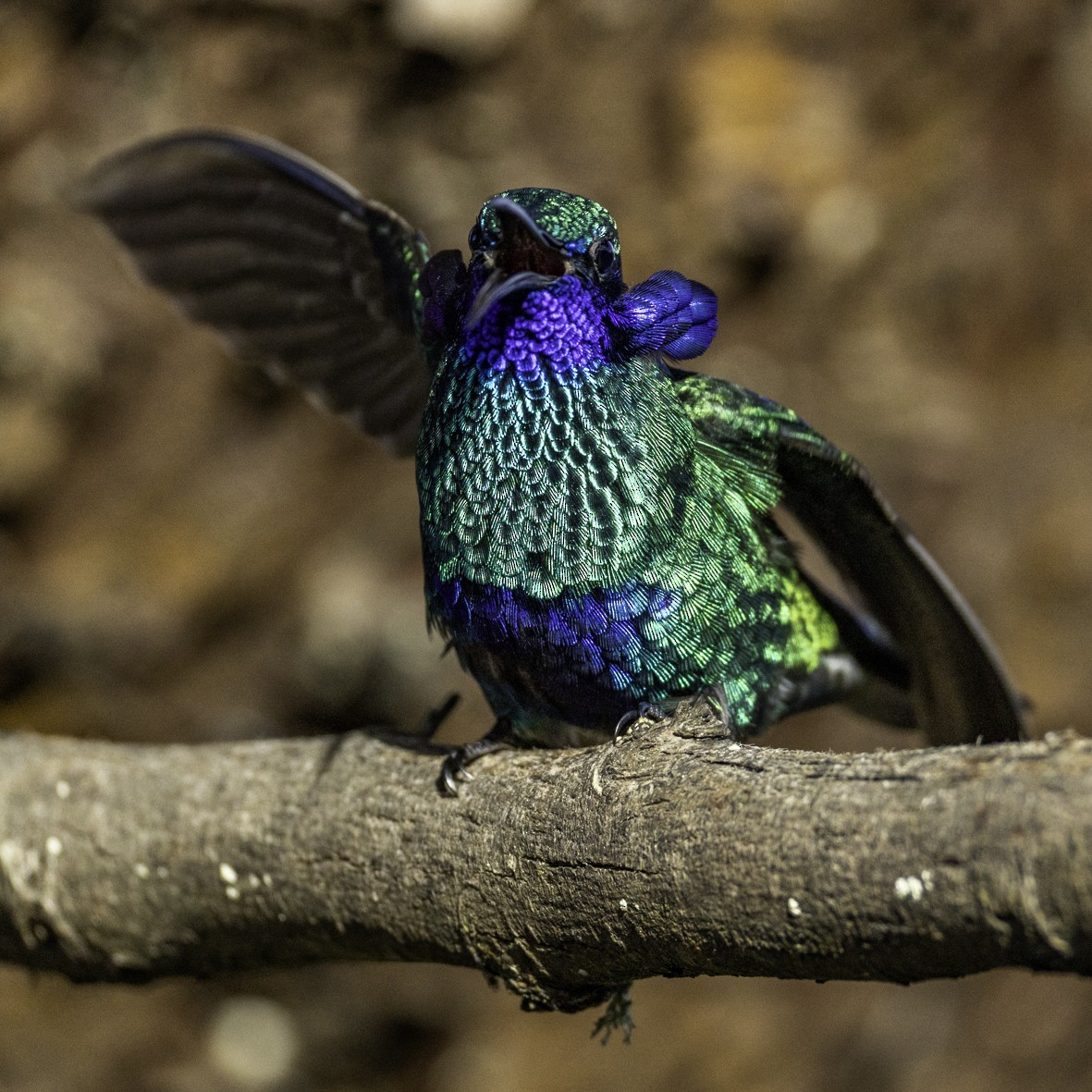 fiolørekolibri - ML645516895