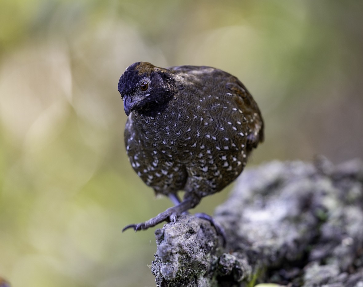 masketannvaktel - ML645516896