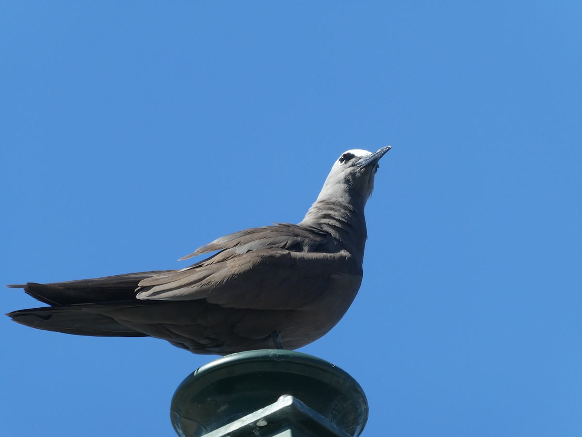 Brown Noddy - ML645516920