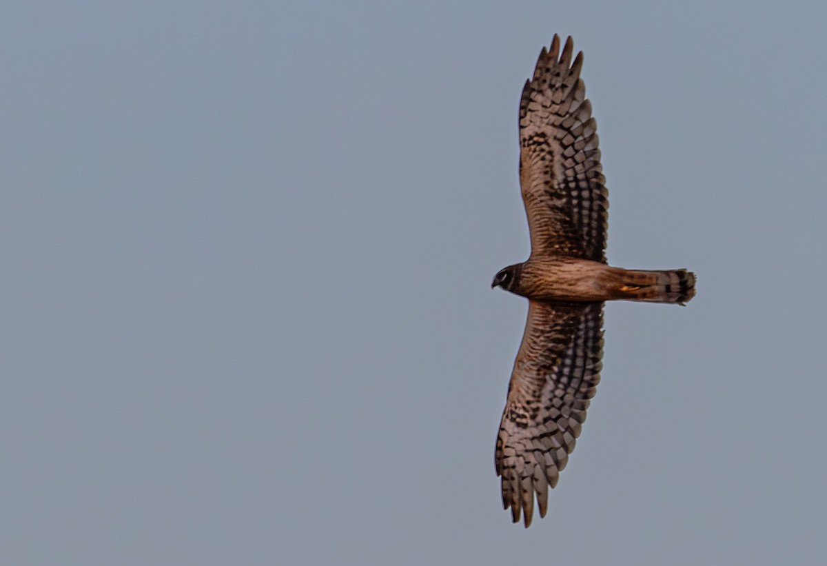 Northern Harrier - ML645516925