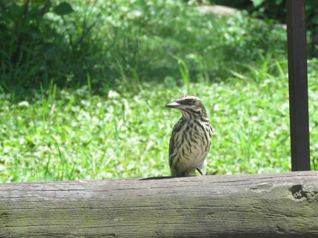 ブチタイランチョウ - ML645516930