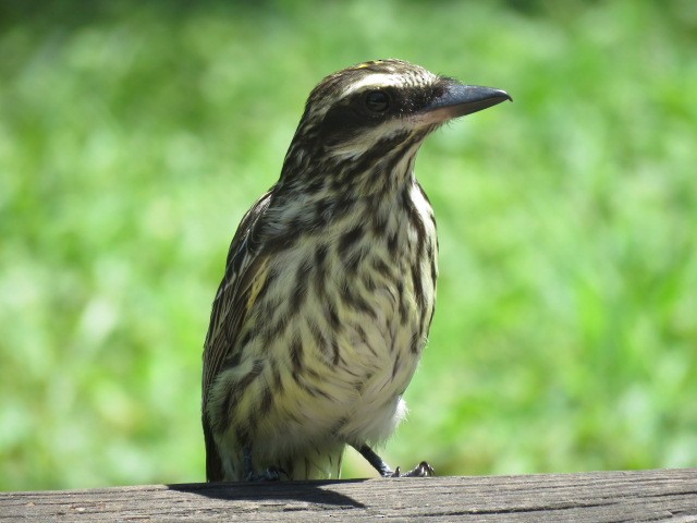 ブチタイランチョウ - ML645516931