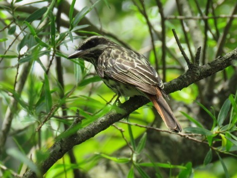 ブチタイランチョウ - ML645516932