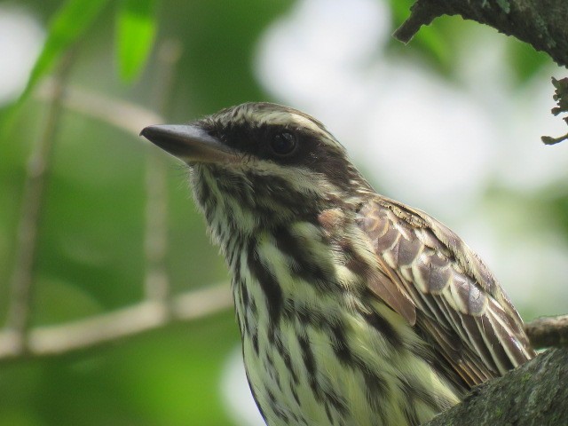 ブチタイランチョウ - ML645516933