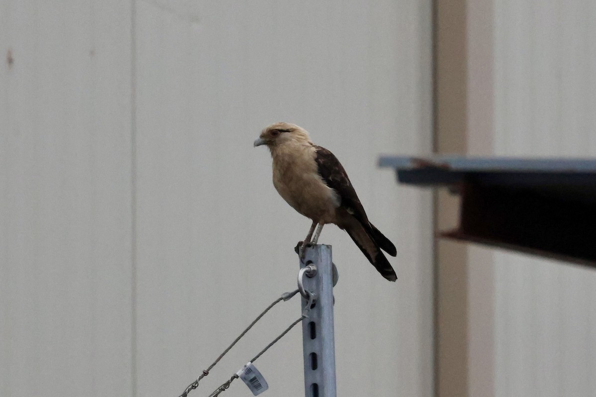 Yellow-headed Caracara - ML645516934