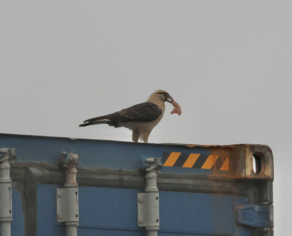 Yellow-headed Caracara - ML645516936