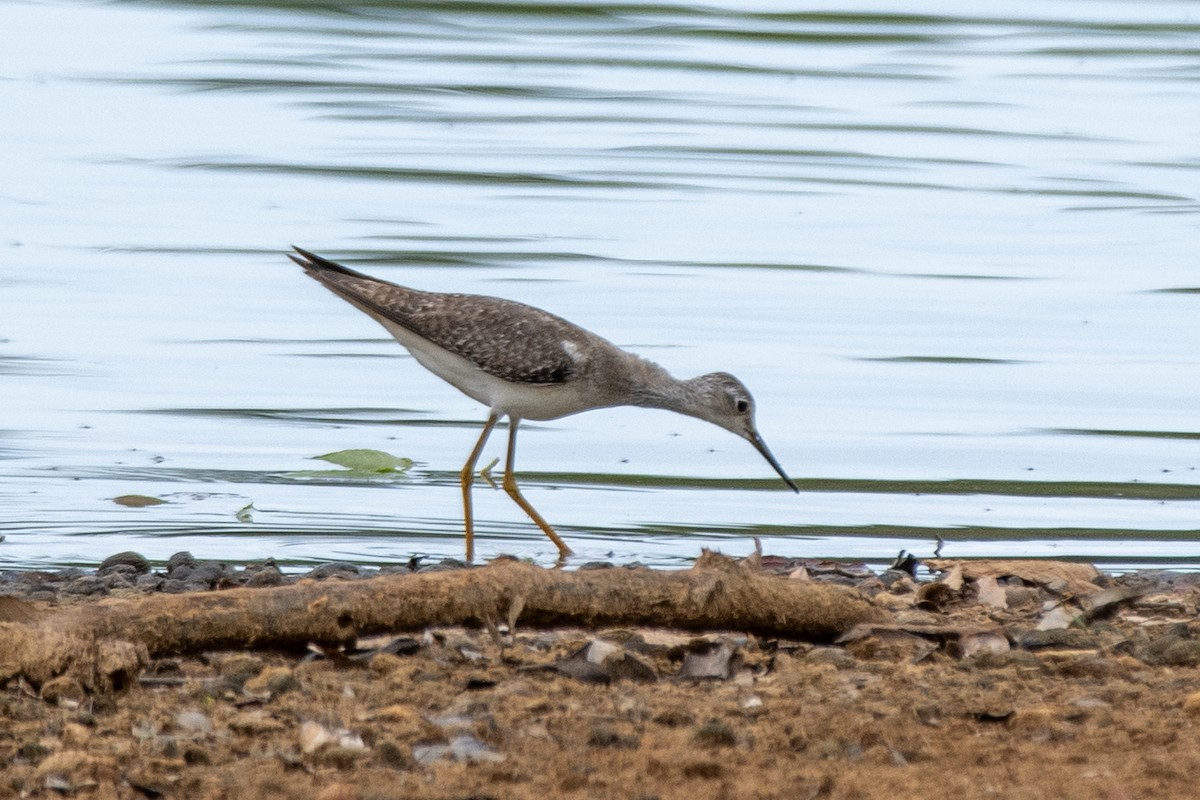 コキアシシギ - ML645516938