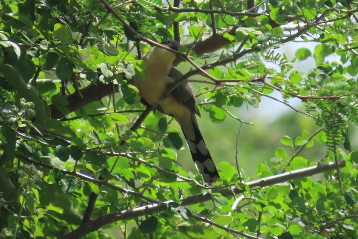 マングローブカッコウ - ML645516939