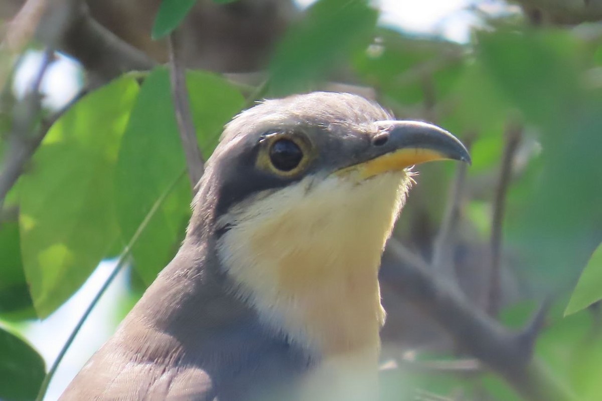 マングローブカッコウ - ML645516940