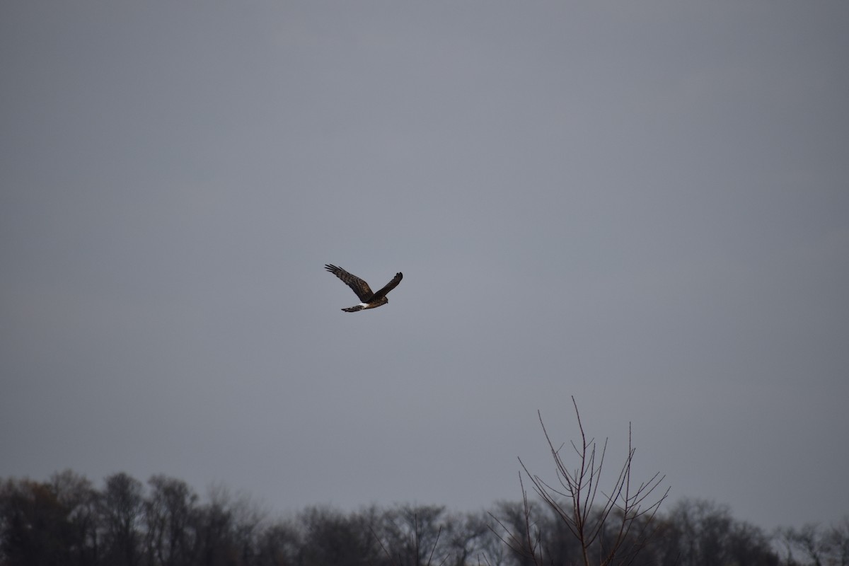 アメリカハイイロチュウヒ - ML645516941