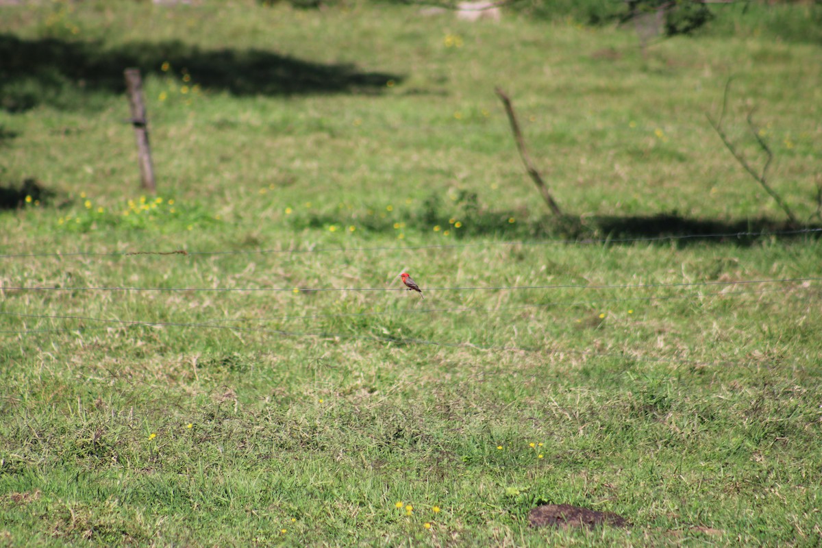 ベニタイランチョウ - ML645516943