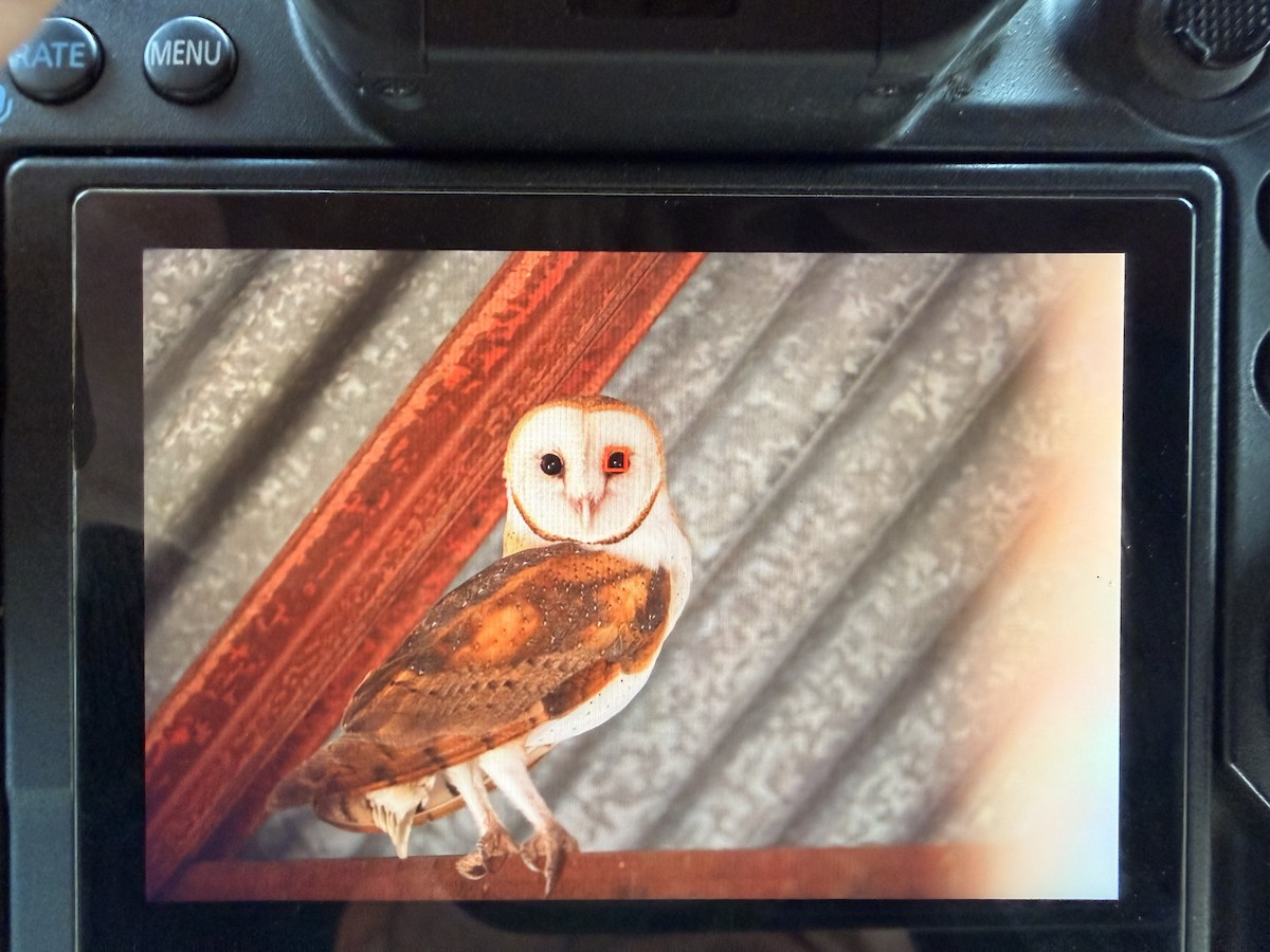 アメリカメンフクロウ - ML645516944