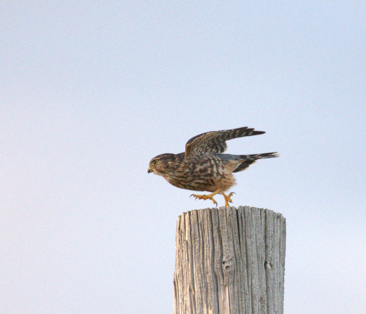 コチョウゲンボウ - ML645516959