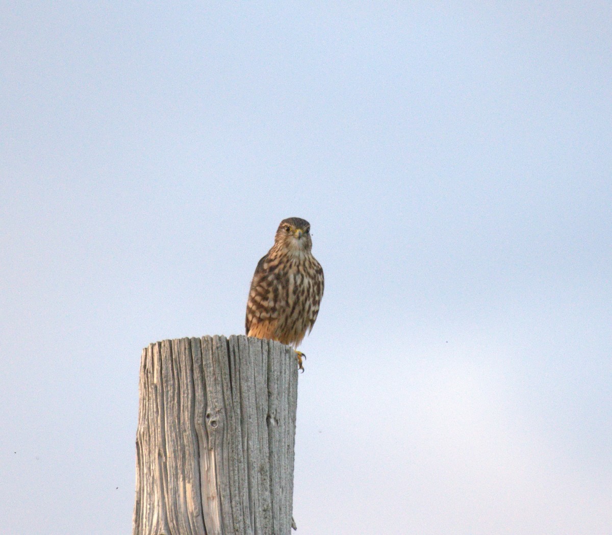 コチョウゲンボウ - ML645516960