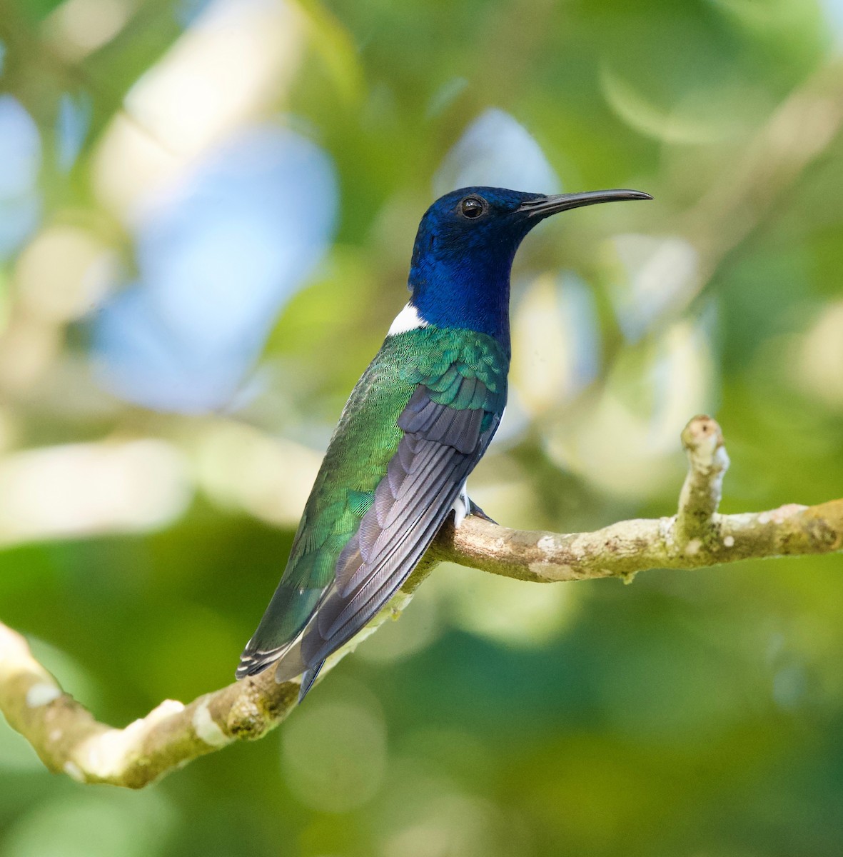 シロエリハチドリ - ML645516962