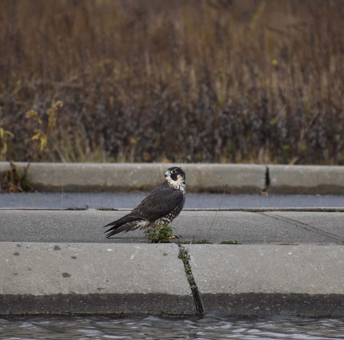 ハヤブサ - ML645516964