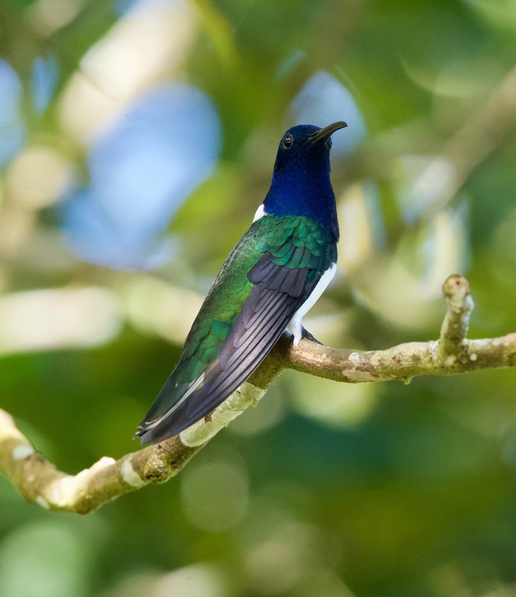 シロエリハチドリ - ML645516965