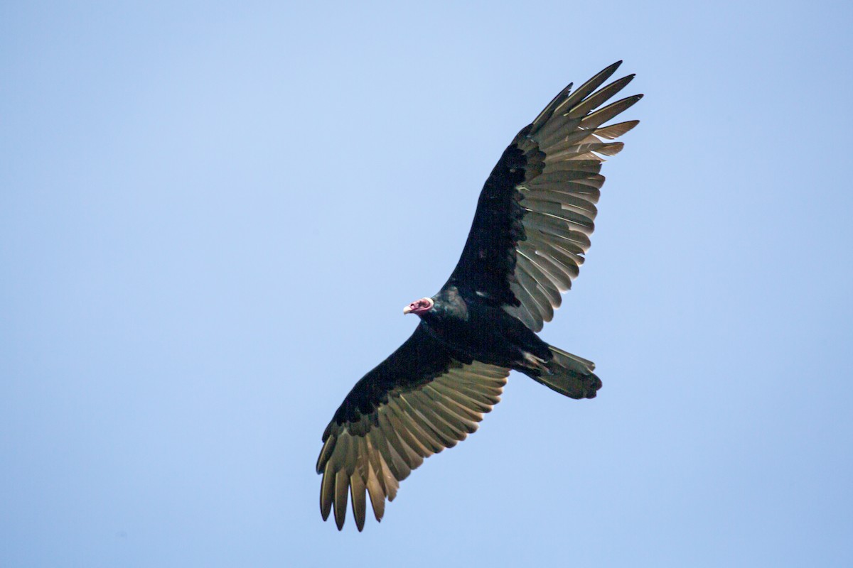 ヒメコンドル（ruficollis） - ML645516966