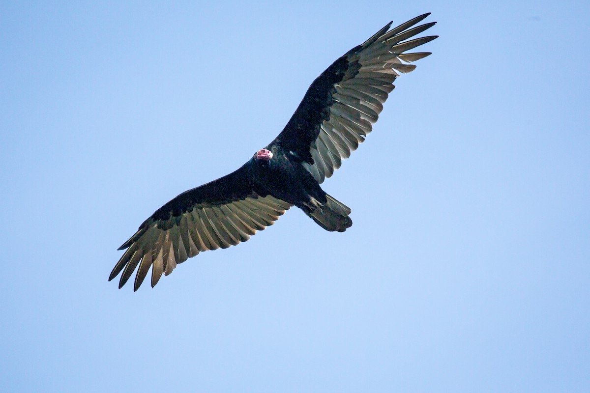 ヒメコンドル（ruficollis） - ML645516967