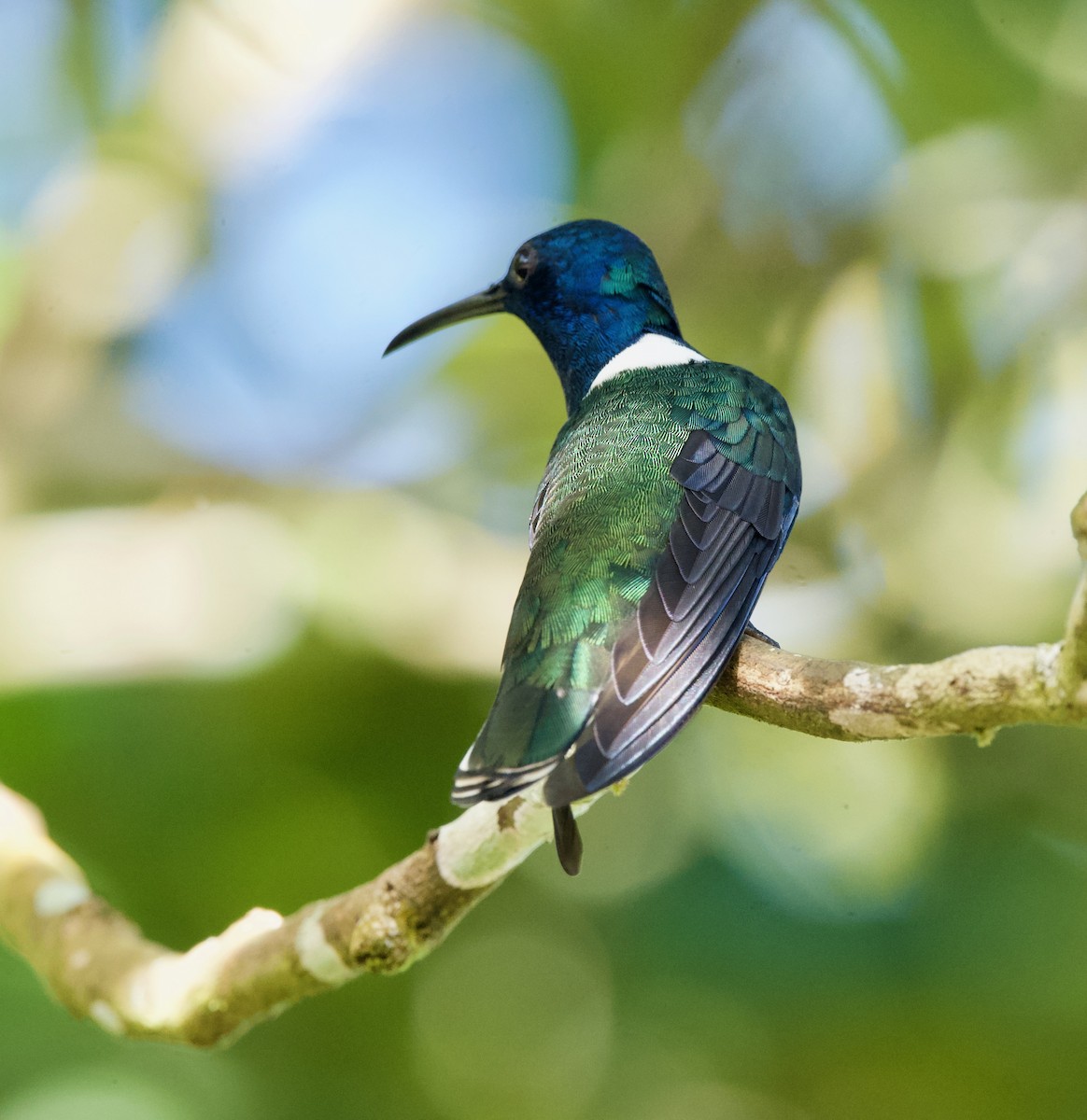 シロエリハチドリ - ML645516968