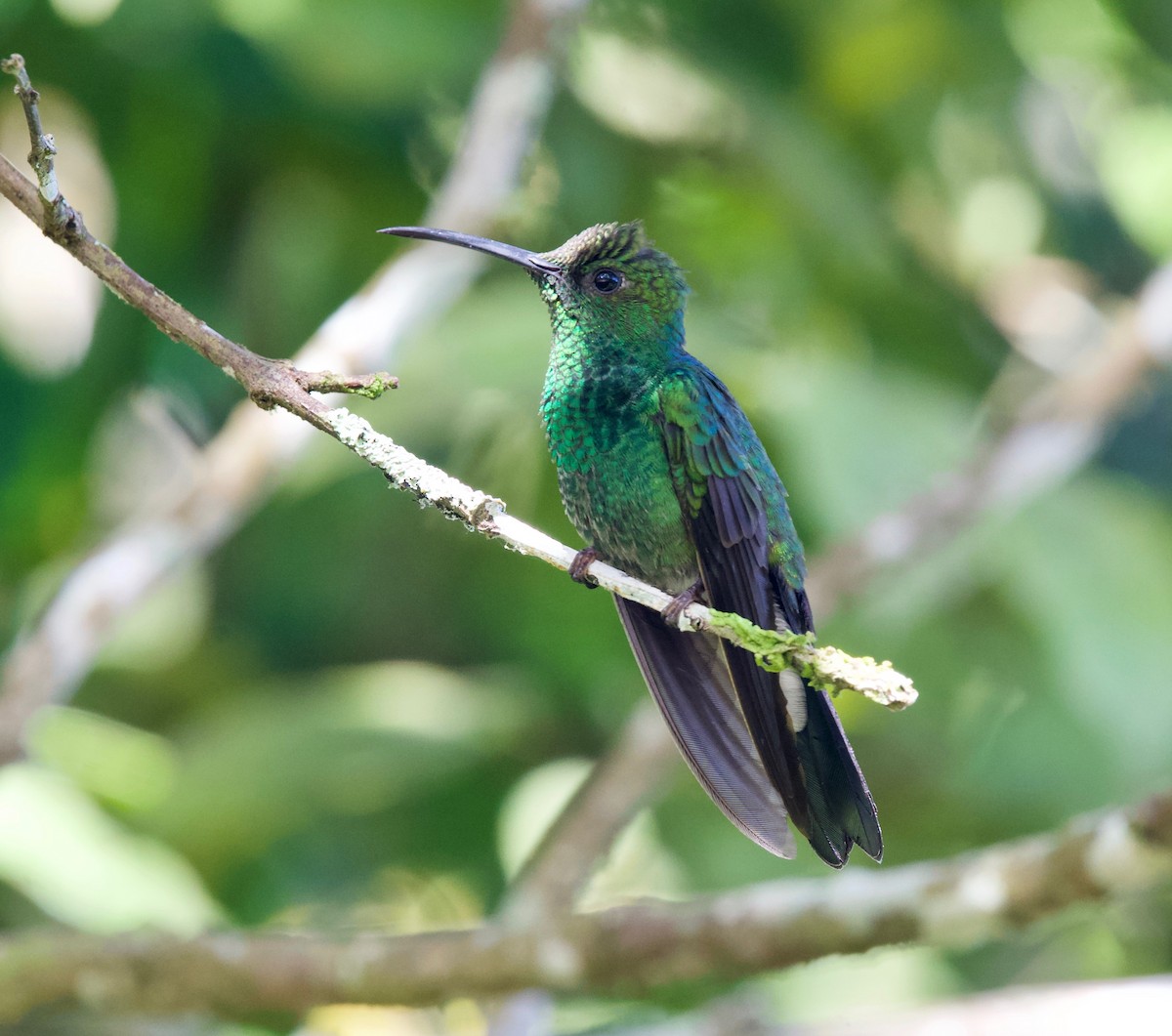 ワタハラハチドリ - ML645516969