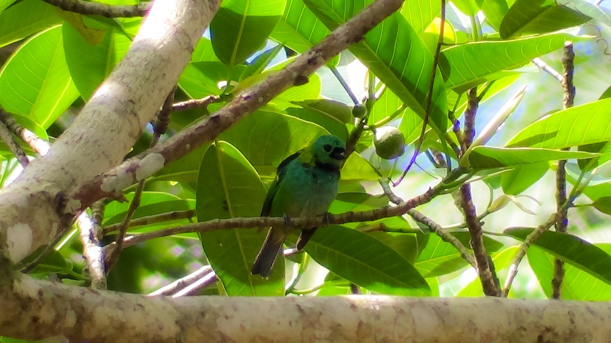 ミドリズキンフウキンチョウ - ML645516970